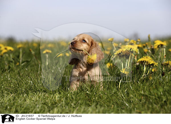 English Cocker Spaniel Welpe / English Cocker Spaniel Puppy / JH-31657