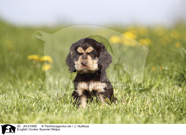 English Cocker Spaniel Welpe / English Cocker Spaniel Puppy / JH-31668