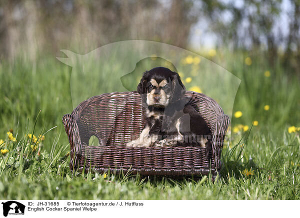 English Cocker Spaniel Welpe / JH-31685