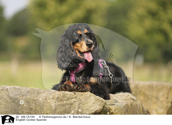 English Cocker Spaniel / English Cocker Spaniel / KB-15159