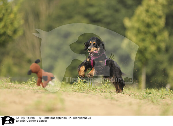 English Cocker Spaniel / English Cocker Spaniel / KB-15165