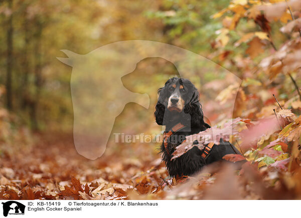 English Cocker Spaniel / English Cocker Spaniel / KB-15419