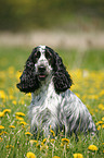 sitzender English Cocker Spaniel