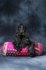 English Cocker Spaniel