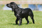 schwarzer English Cocker Spaniel