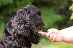 English Cocker Spaniel frisst Eis