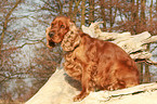 sitzender English Cocker Spaniel