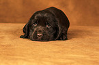 English Cocker Spaniel Welpe