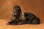 English Cocker Spaniels