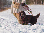 English Cocker Spaniel