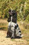 sitzender English Cocker Spaniel