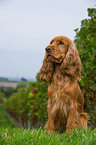 sitzender English Cocker Spaniel