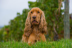 liegender English Cocker Spaniel