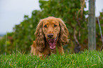 liegender English Cocker Spaniel