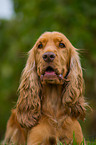 English Cocker Spaniel Portrait