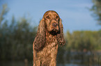 English Cocker Spaniel Portrait