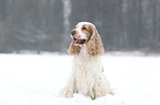 sitzender English Cocker Spaniel