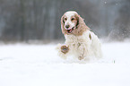 rennender English Cocker Spaniel