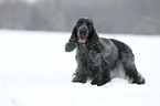 English Cocker Spaniel