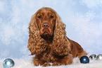 liegender English Cocker Spaniel