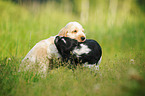 English Cocker Spaniel Welpen