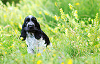 English Cocker Spaniel Welpe