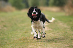 rennender English Cocker Spaniel