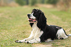 liegender English Cocker Spaniel