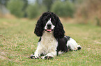 laufender English Cocker Spaniel