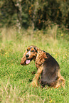 sitzender English Cocker Spaniel