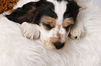 schlafender English Cocker Spaniel Welpe