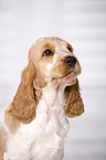 English Cocker Spaniel Welpe Portrait