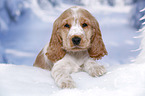 English Cocker Spaniel Welpe im Schnee