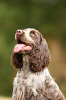 English Cocker Spaniel Portrait