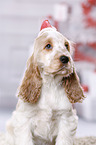 English Cocker Spaniel Welpe