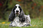 liegender English Cocker Spaniel