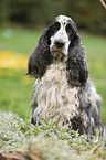 sitzender English Cocker Spaniel