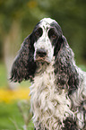 English Cocker Spaniel Portrait