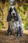 stehender English Cocker Spaniel