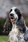 English Cocker Spaniel Portrait