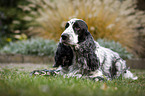 liegender English Cocker Spaniel