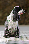 sitzender English Cocker Spaniel