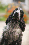 junger English Cocker Spaniel