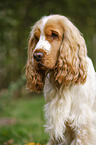 English Cocker Spaniel Portrait