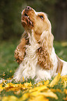 liegender English Cocker Spaniel