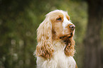 English Cocker Spaniel Portrait