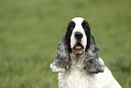 English Cocker Spaniel Portrait