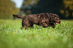 rennender English Cocker Spaniel