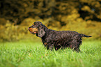 stehender English Cocker Spaniel