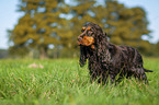 stehender English Cocker Spaniel